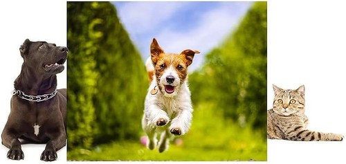 Raxter pet food storage - pet,
